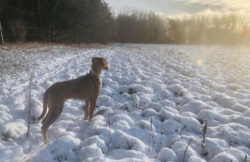 Spreewaldhaus Raddusch, Boote- Fahrräder gratis - Foto 3