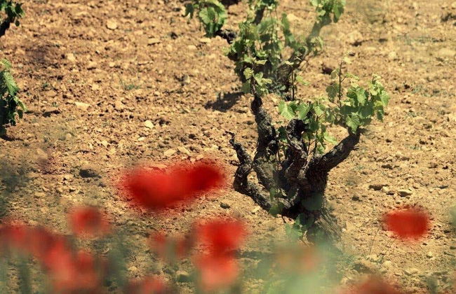 Visita a la bodega Balcona - Foto 6