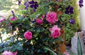 Apartment mit Gartenblick - Foto 19