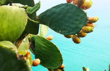 Gallo Fino - Foto 50