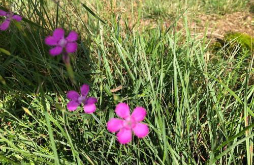 Nightjar Lodge - Adults Only - Foto 10