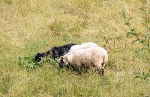 Beim Danner - Foto 70