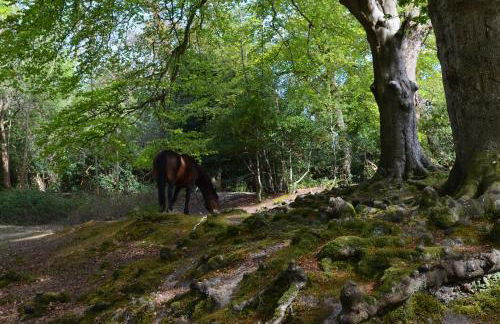 Spacious family cottage with private garden and forest walks - Foto 26