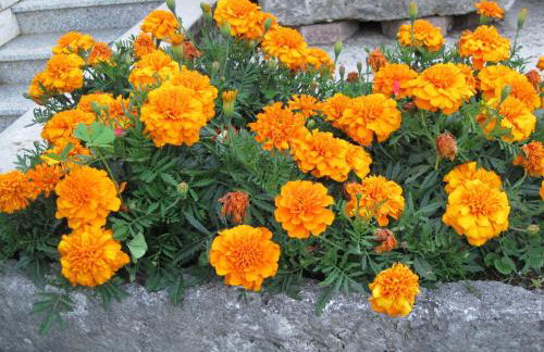 Ika Blue Studio - Photo 47