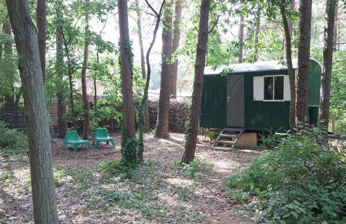 Wald und Wohlsein - Foto 42