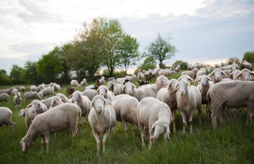 Sleep Space 2 - Green Tiny Spot Dolmar - Foto 38