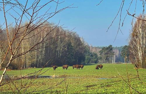 Apartament Magia Puszczy z widokiem na Puszcze Białowieska - Foto 51