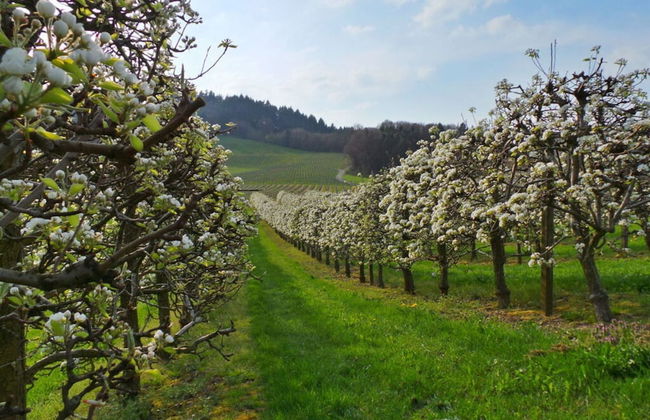 Fantastic Apartment in Oberkirch - Foto 5