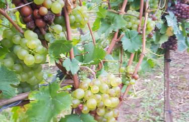 Weingut Lahmer August Appartment Rebstock - Foto 23