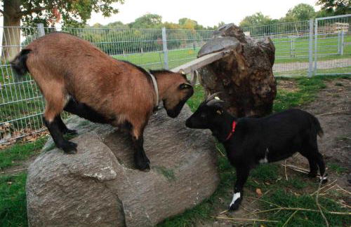 Ferienbauernhof Liesenberg Meerblickhaus Strandmuschel - Foto 55