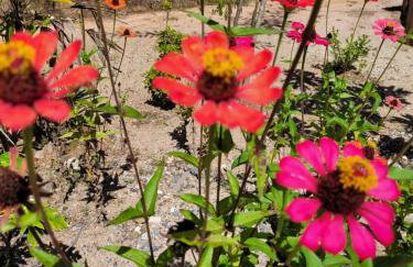 Sitio do Marinho em Nova Trento - Foto 14