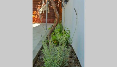 Onore - Foto 2, Garden