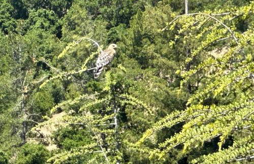 Cozy Home in Saratoga - Foto 19