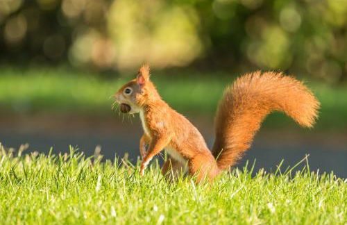 Tan Twr Farm Cottage - Foto 27