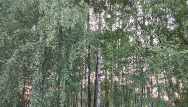 Brzozowy Chillout - Foto 5