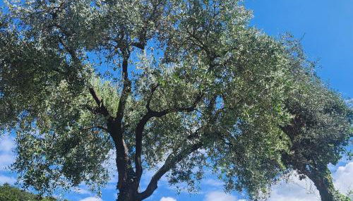 L' Oliva Nera - Foto 2