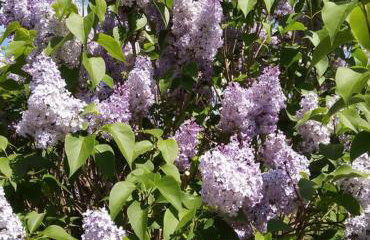La maison bleue, entre terre et mer - Foto 26