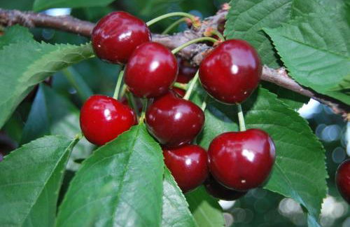 Tenuta Fortelongo - Foto 98