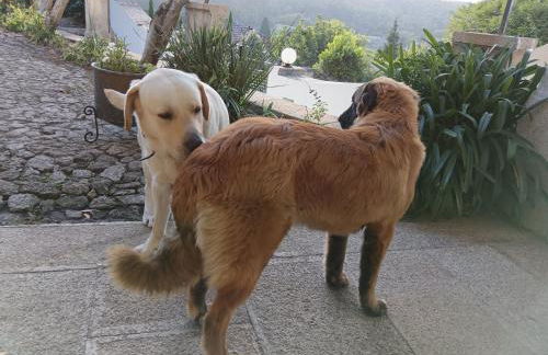 Casa Sardão - Foto 34