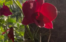 Rancho Esperança, pouso e comida a lenha - Foto 26