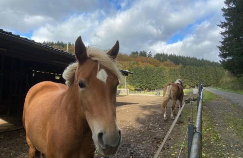 Ferienhaus Waldblick - Photo 57