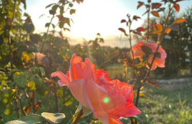 Carefree Dreams : Cottage in Flogita Chalkidiki - Foto 27