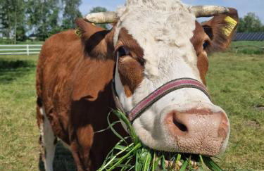 Agroturystyka Pod Brzozami - Foto 14