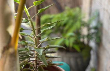 Refúgio Familiar Cristão - Piscina, natureza e paz - Foto 7