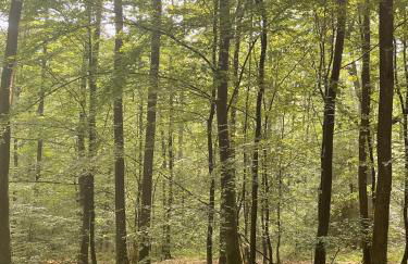 NEU Feinzeit Chalet mit privater Sauna - Foto 55