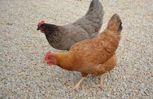 Cascina Amrit CAV - Foto 34