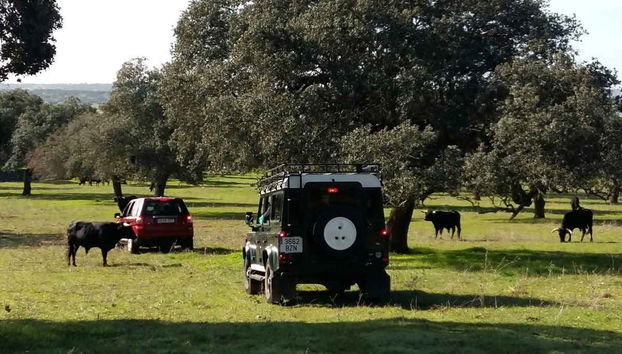 Tour del toro en 4x4 por los Llanos de Olivenza - Photo 3
