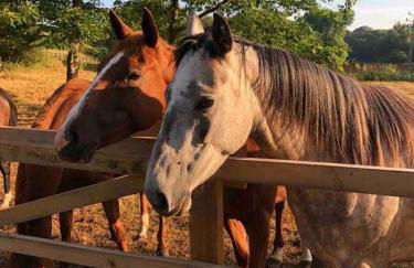 Picturebook cottage on prestigious polo estate - Foto 20