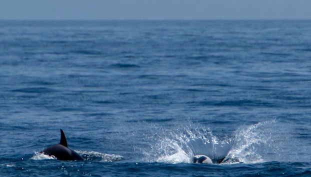 Avistamiento de ballenas y delfines en Barbate - Foto 3