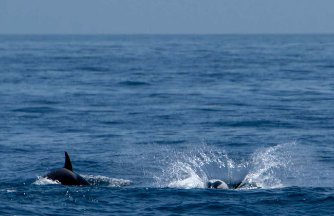 Whale & Dolphin Sighting Tour - Photo 3
