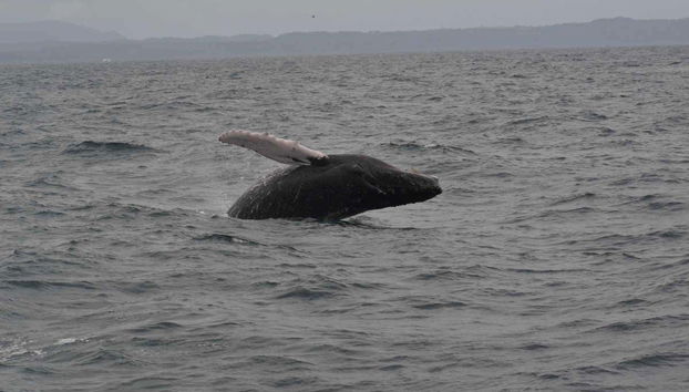 Una balena che salta nella baia di Samaná