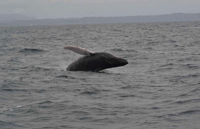 Avistamento de baleias em Samaná - Foto 4