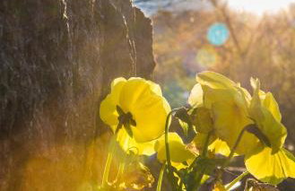 Archontiko Emmanouilidi Suites - Foto 22