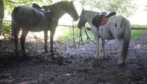 Hofgut Bentele - Foto 3