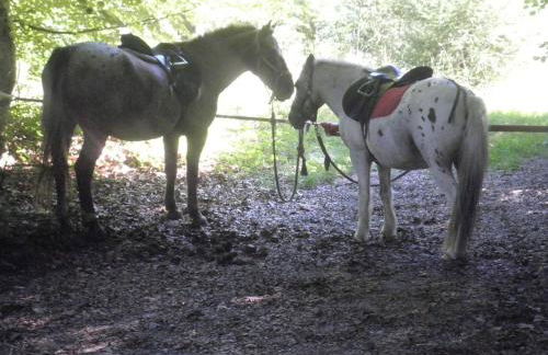 Hofgut Bentele - Foto 3