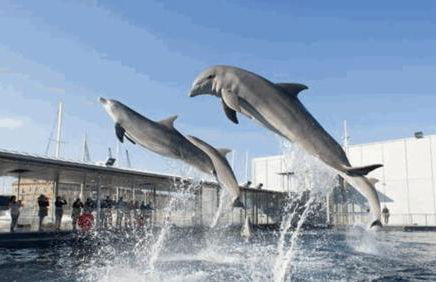 La perla bianca - Foto 6