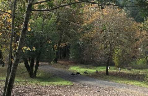 Avenue of the Giants River View Home (#1) - Foto 47