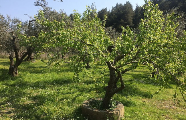 Villa Tillia - Foto 47