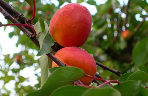 Gästehaus zum Landesteg - Foto 44