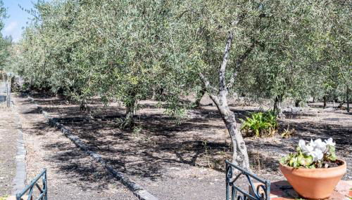 Villa Ninina nel Cuore del Parco dell’Etna x10 - Foto 4, Garden