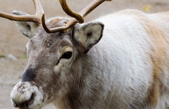 Stockholm Wildlife Safari - Foto 8