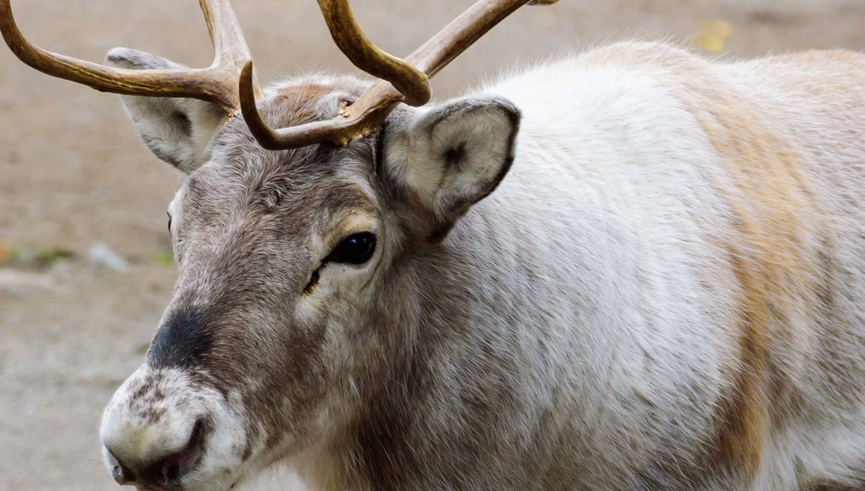 Stockholm Wildlife Safari - Foto 1