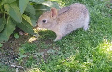 Quinta Boavista - Foto 21