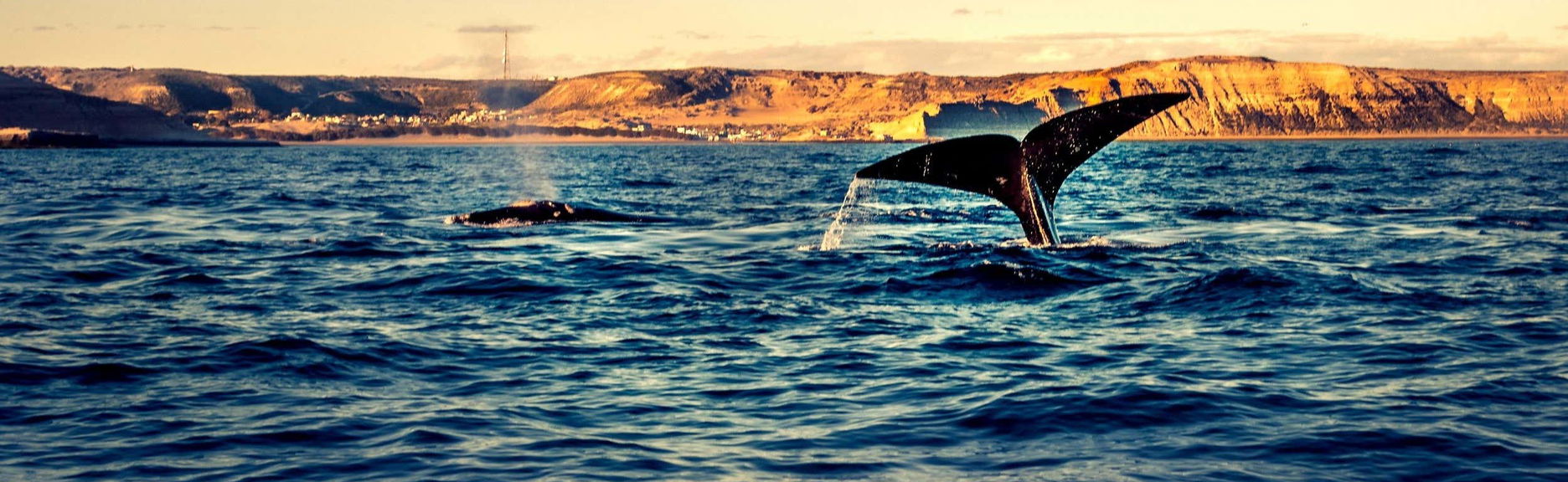 Avistamiento de ballenas en el golfo Nuevo