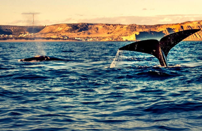 Observation de baleines dans le golfe Nuevo - Photo 1