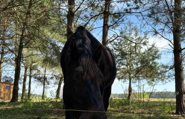 Zum Waldblick - Foto 11